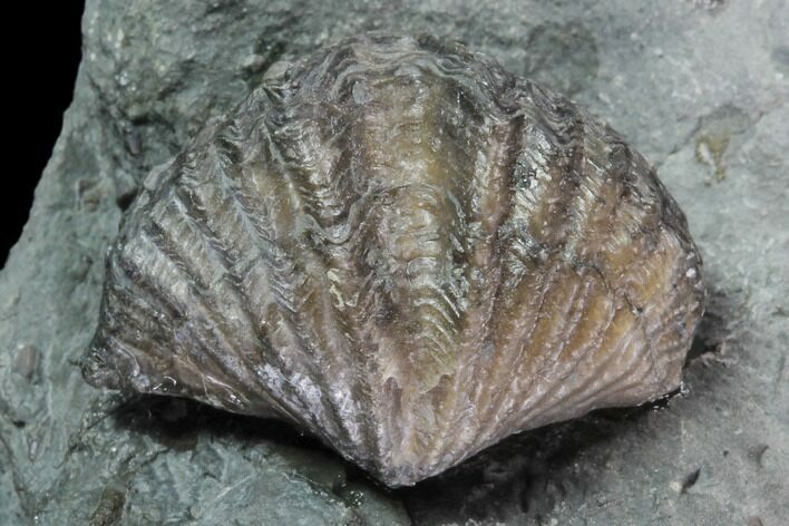 Brachiopod (Mucrospirifer) Fossil - Windom Shale, NY #96782